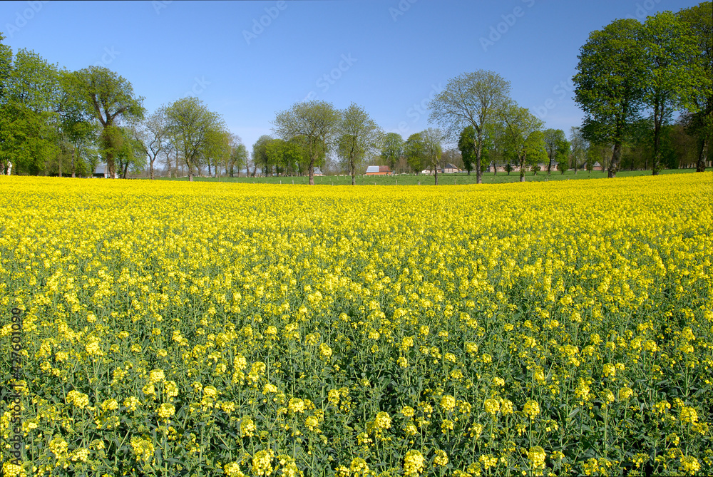 Obraz premium Champ de colza en fleur