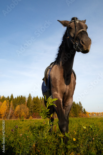 Big bay horse in field with green grass and blue sky on background