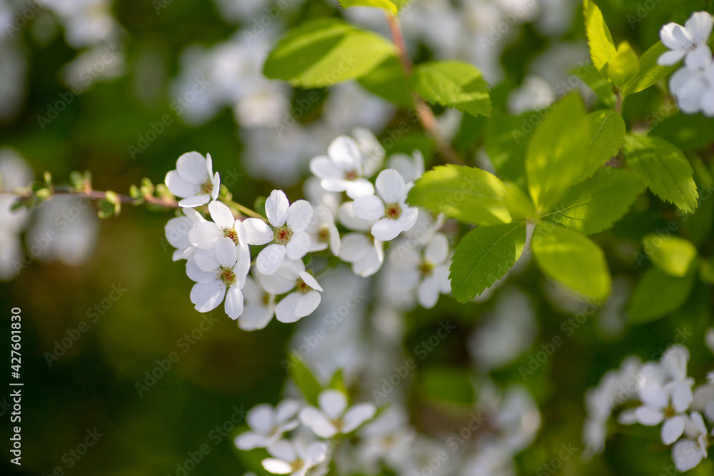 背景素材 春の陽射しを浴びた可愛いユキヤナギの花 背景素材 春の陽射しを浴びた可愛いユキヤナギの花