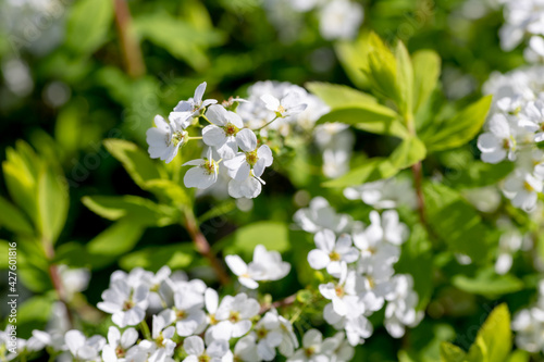 背景素材 春の陽射しを浴びた可愛いユキヤナギの花 © 8maru