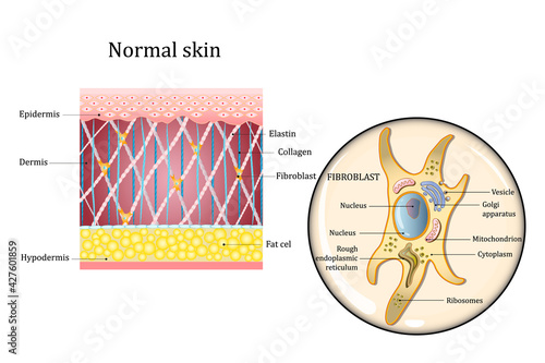 Human skin structure and fibroblast structure. Fat cell, Elastin, Collagen, Fibroblast. Detailed diagram. Vector illustration photo