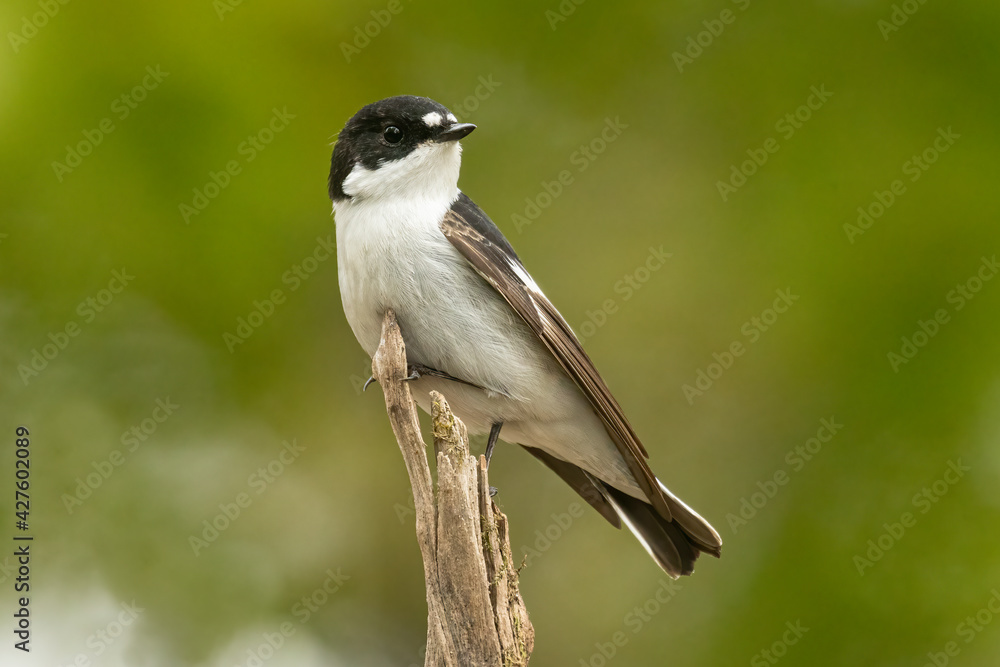 Obraz premium Balia nera maschio in su ramo di bosco in primavera