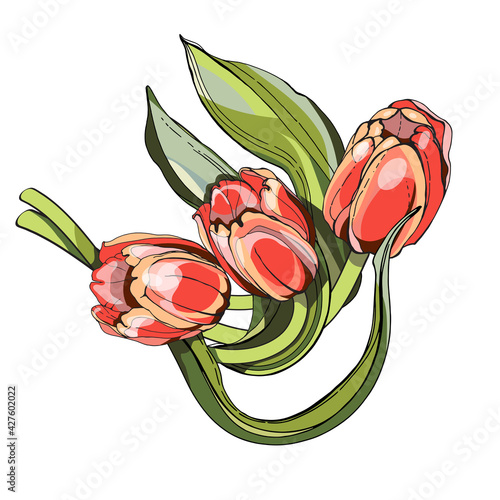 Pink tulips, stylization of a watercolor drawing. In a black outline. A naturalistic image.Decoration, sticker, print on dishes and fabrics.For a holiday, postcard, banner.Wedding, mother's Day.Love