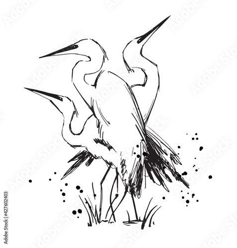 line drawing of three herons gtacefully standing vector illustration