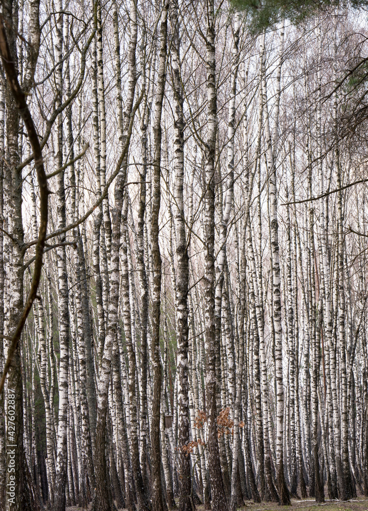 A beautiful birch grove that wakes up after hibernation.

