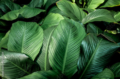 leaves of Spathiphyllum cannifolium  abstract green texture  nature background  tropical leaf