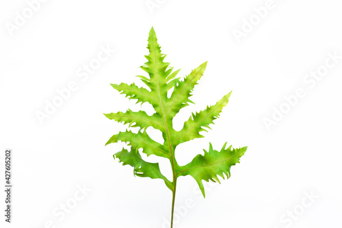 leaves of fern isolated on white background for design elements, tropical leaf