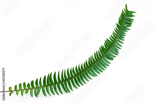 leaves of fern isolated on white background for design elements, tropical leaf