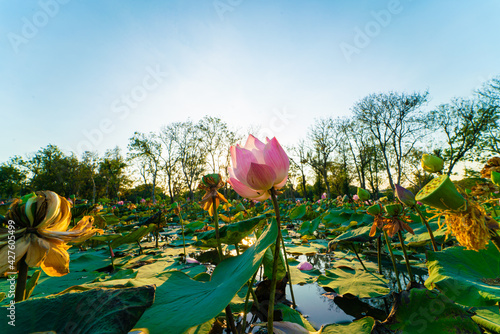 Pink lotus flower in city park pond