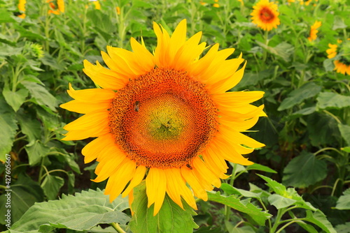 Beautiful, bright sunflower flowers are blooming on the field. Bees collect pollen on a Large yellow sunflower in summer. Agricultural industry, production of oil, honey.