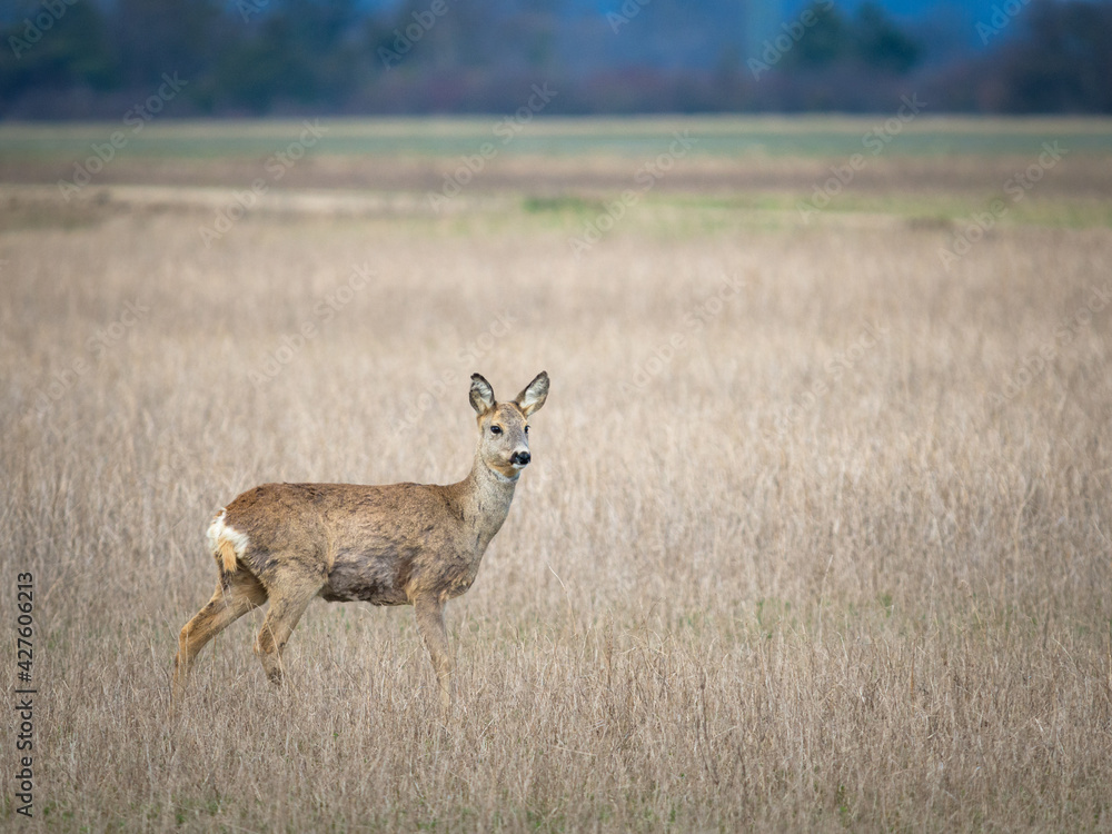 roe deer on a meadow in Burgenland roe deer on a meadow in Burgenland