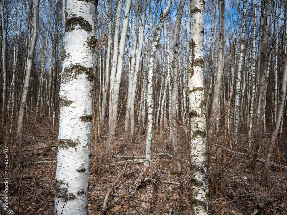 Fototapeta premium birch tree forest in burgenland