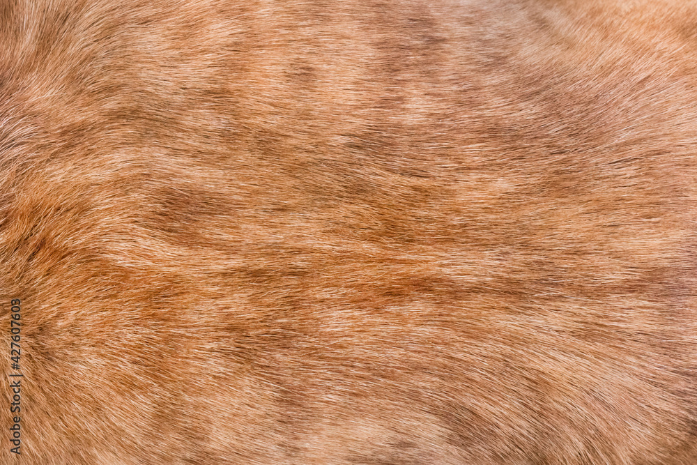 Brown dog fur texture background, breed pit bull terrier StockFoto