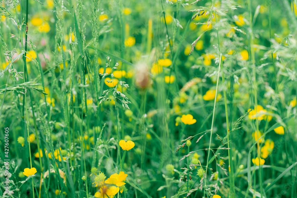 field with different herbs and yellow flowers close-up. selective focus.