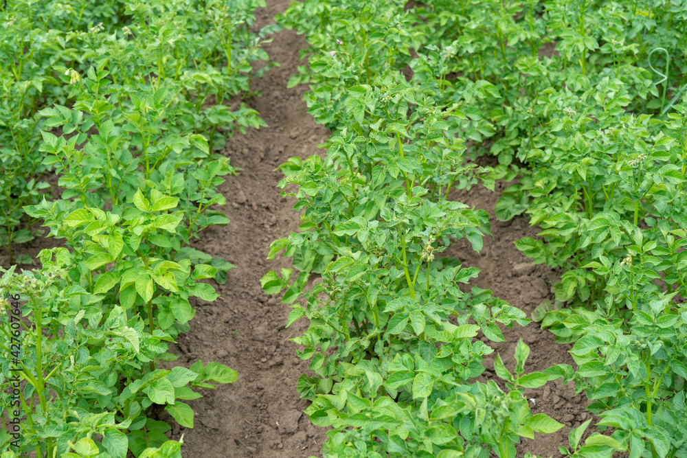 rows of young potatoes on the farm rows of young potatoes on the farm