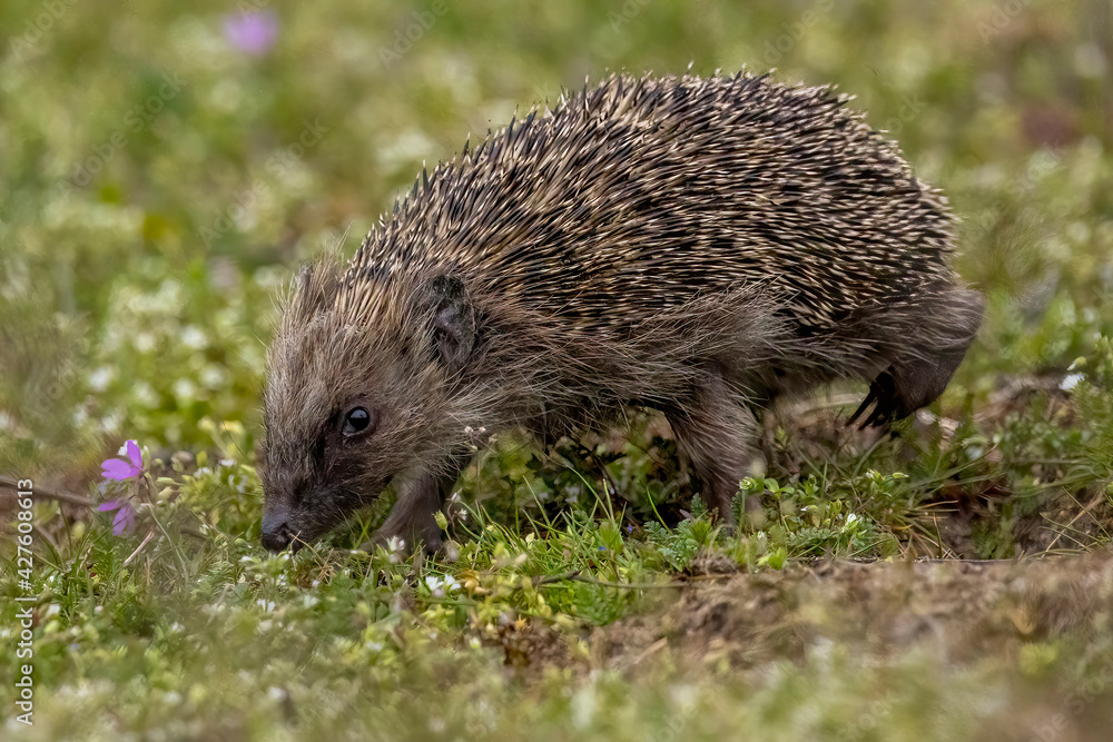 A cute hedgehog walking across a meadow at a warm day in spring, looking for food in a natural reserve in Nauheim, Hesse, Germany.