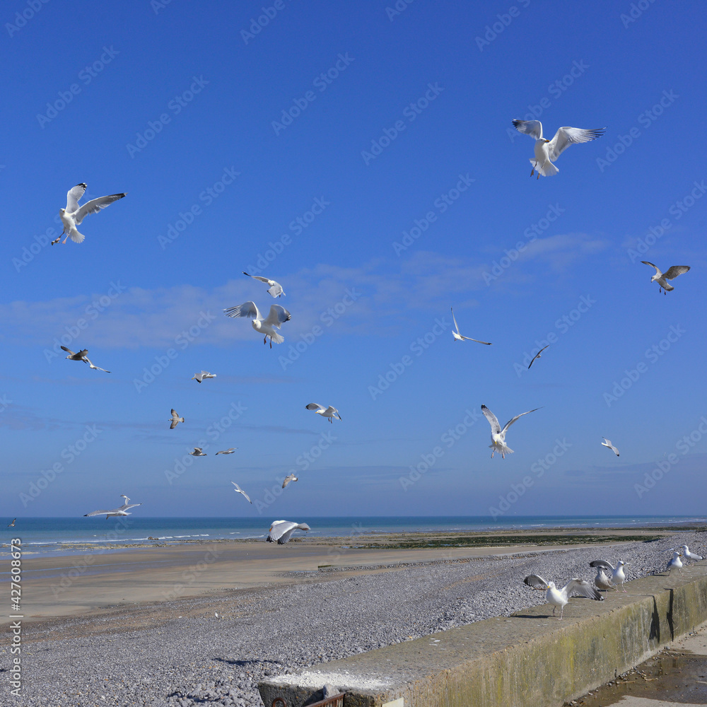 Fototapeta premium Carré ballet de goélands sur la Côte d'Albâtre en plein ciel bleu, département de Seine-Maritime en région Normandie, France