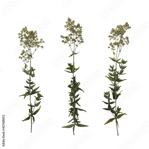 Set of 3 dry pressed branches in bloom isolated on white background. Herbarium