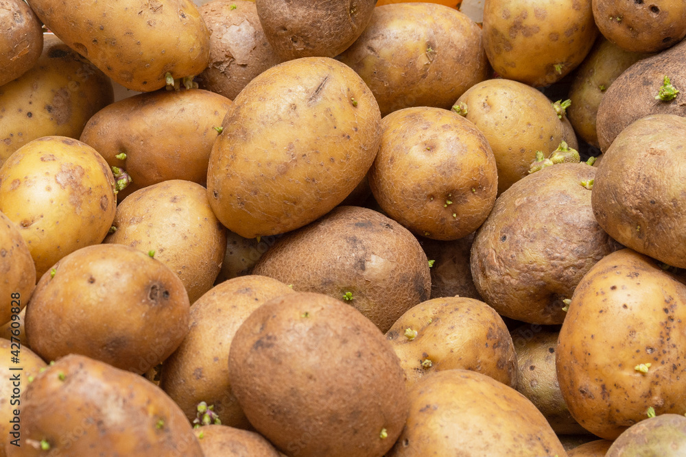 White seed potatoes, prepared for planting in the garden in spring. Background with potatoes as a texture White seed potatoes, prepared for planting in the garden in spring. Background with potatoes as a texture