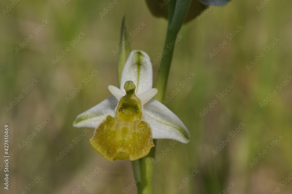 Фотография ophrys bourdon hypochrome