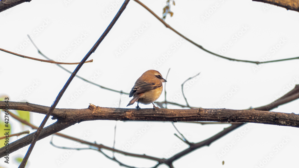 robin on branch robin on branch