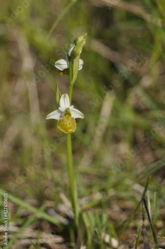 Photography ophrys bourdon hypochrome