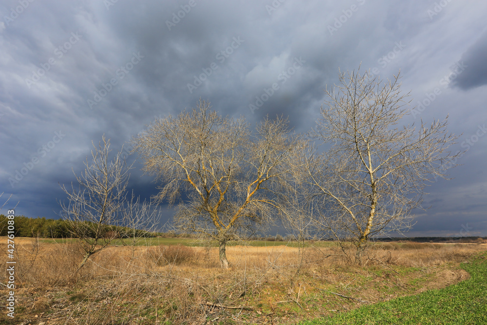 Fototapeta premium leafless trees in spring time near farming field