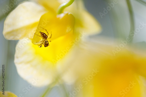  jumping spider on Yellow orchid flowers or dendrobium lindleyi