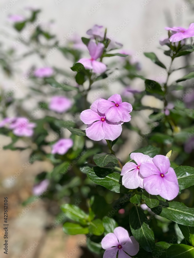 Fototapeta premium pink flowers