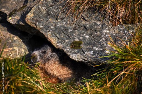 Murmeltier, Murmeltiere, putzig, Munggen, Mankei, Erdhörnchen, Marmota, Alpenmurmeltier, Gebirge, Baumgrenze, Nationalpark, Hohe Tauern, Großglockner, Franz Josefs Höhe, Glockner, Fell, Kopf, kuscheli photo