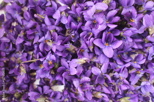 Canvastavla Fleurs de violettes odorantes