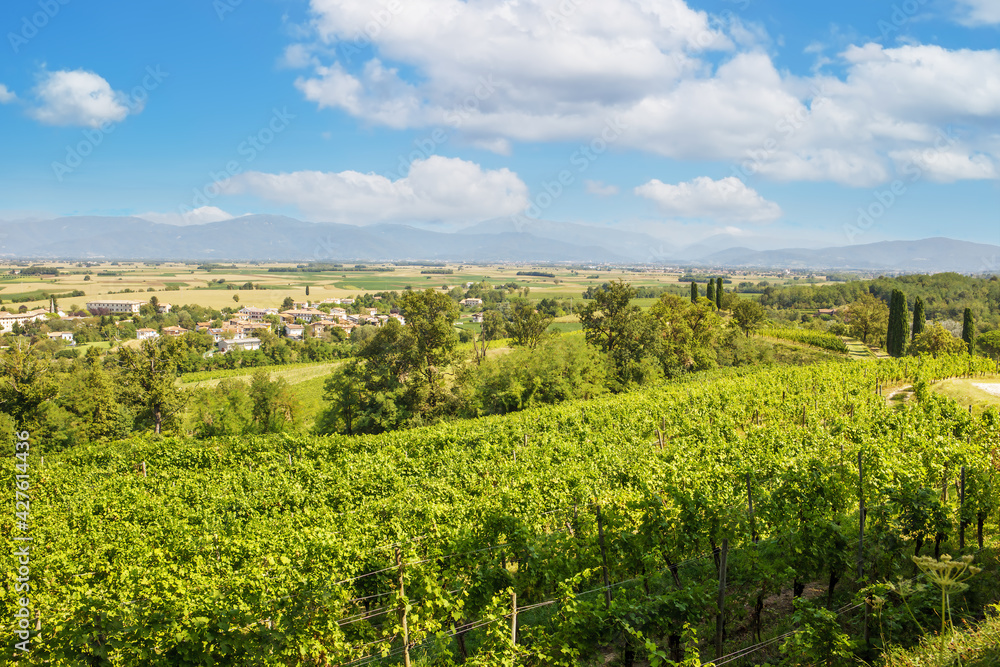 Panorama of the vineyards of Tuscany