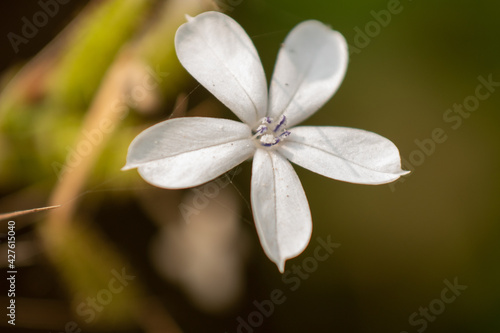 macro of tiny white flower