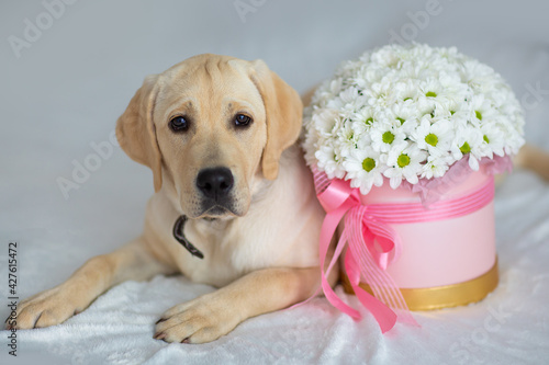 dog labrador with a gift of flowers