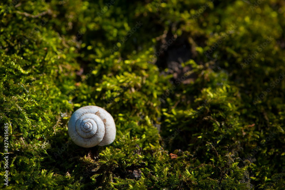snail shell lies on green moss. empty shell of a river snail lying on a moss close-up. bright green moss, place for text. green natural background. macro in the forest snail shell lies on green moss. empty shell of a river snail lying on a moss close-up. bright green moss, place for text. green natural background. macro in the forest