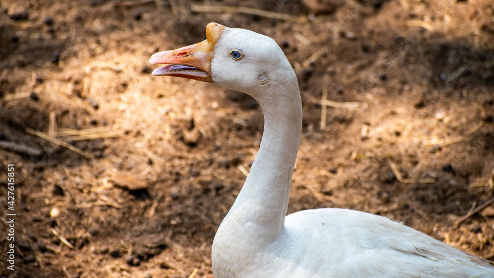 Fototapeta premium portrait of a goose
