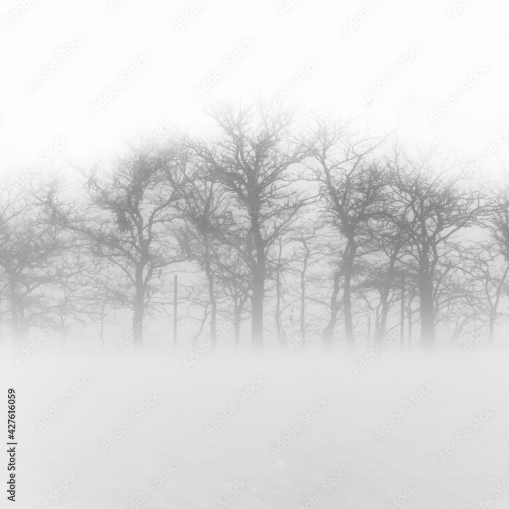 Árboles en la niebla Árboles en la niebla