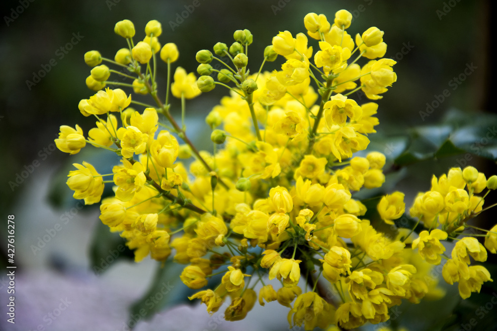 fiore giallo fiore giallo