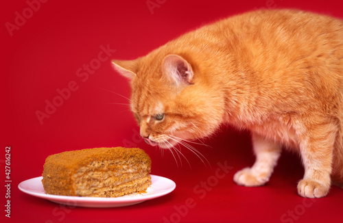 Adult red cat and homemade cake on a red background.