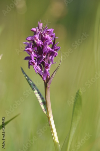 Orchis de mai