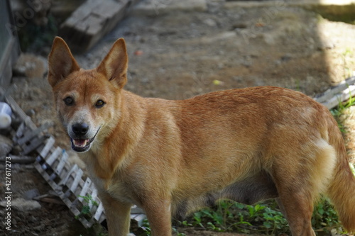 portrait of a dog Dingo