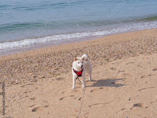 砂浜を楽しむ犬