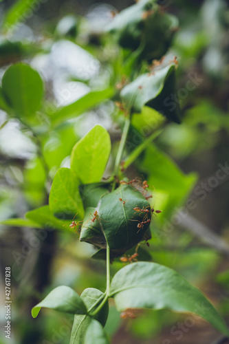 Fototapet ants colony on a tree
