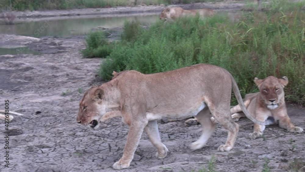 Gimbal pan left shot of pride of lions resting near waterhole Gimbal pan left shot of pride of lions resting near waterhole