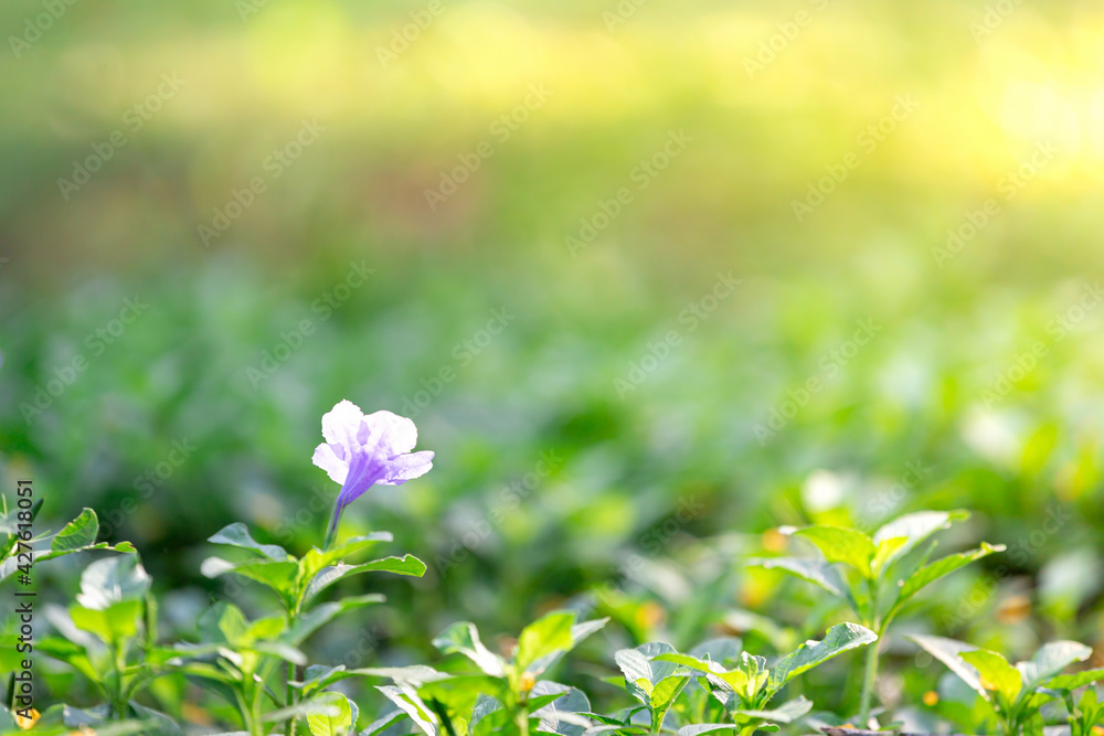 Purple flowers in green grass with blurred background with sun light. copy space Purple flowers in green grass with blurred background with sun light. copy space