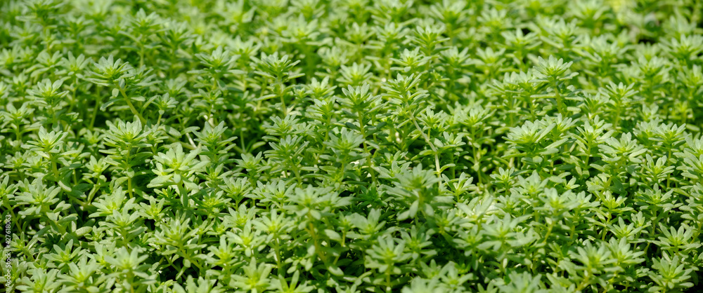 Closeup image of Sedum sp. Crassulaceae texture and background Closeup image of Sedum sp. Crassulaceae texture and background