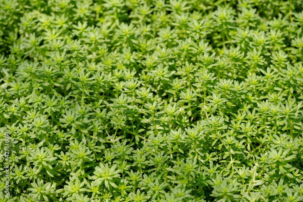 Closeup image of Sedum sp. Crassulaceae texture and background Closeup image of Sedum sp. Crassulaceae texture and background