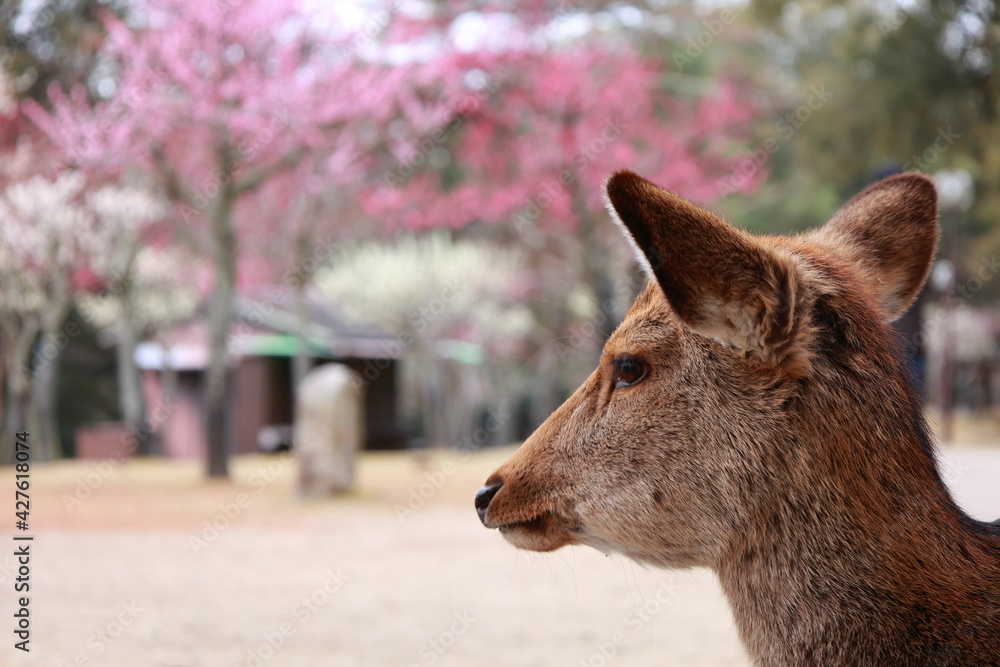 Fototapeta premium 奈良公園 奈良 日本