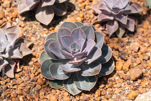 Closeup image of Echeveria Perle von Nurnberg in botanic garden photo