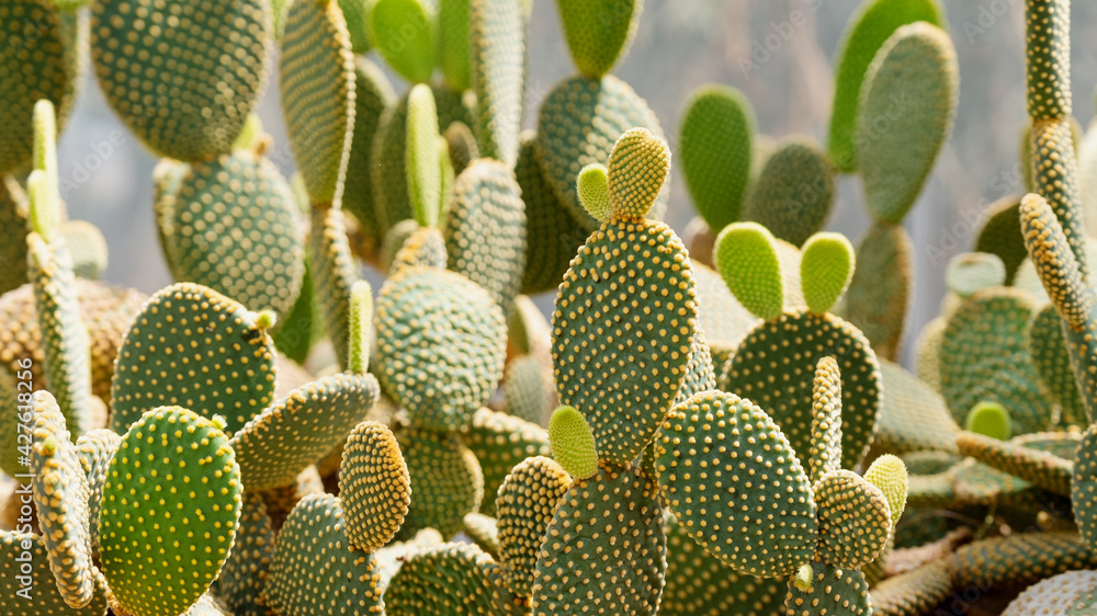 Closeup image of Bunny ear cactus or Opuntia microdasys in botanic garden Closeup image of Bunny ear cactus or Opuntia microdasys in botanic garden